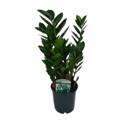 Zamioculcas pot de Ø 14 cm