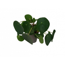 Pilea peperomoides pot de Ø...