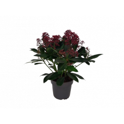 Skimmia du japon pot Ø 13...