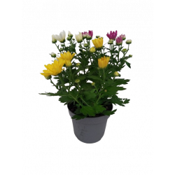 Chrysanthème Carnaval pot...