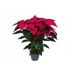 Poinsettia Ø 17 cm