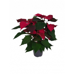 Poinsettia pot Ø 14 cm