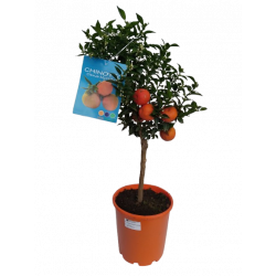 Agrume Chinotto pot de 20 cm