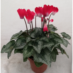 Cyclamen mini pot de Ø 11 cm